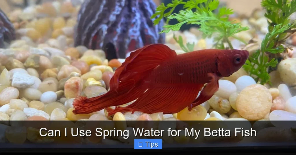 Can I Use Spring Water for My Betta Fish
