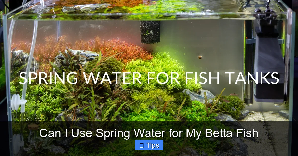 Can I Use Spring Water for My Betta Fish