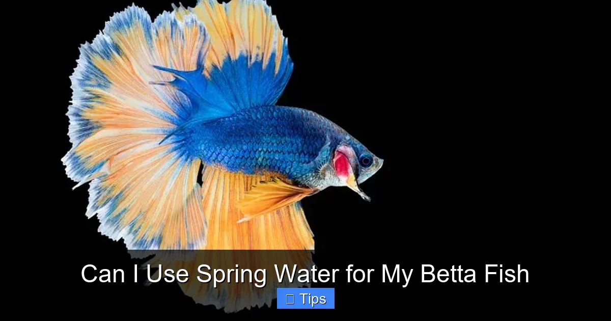 Can I Use Spring Water for My Betta Fish