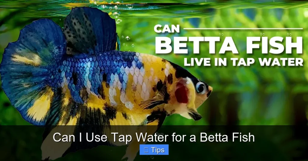 Can I Use Tap Water for a Betta Fish
