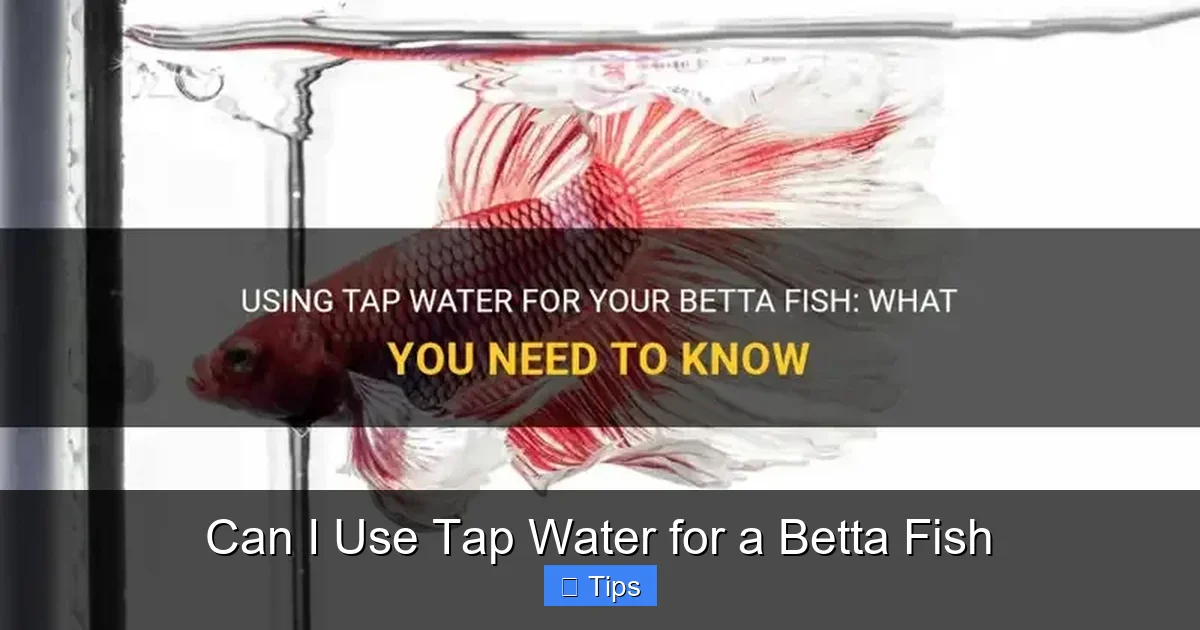 Can I Use Tap Water for a Betta Fish