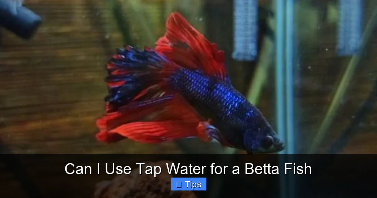 Can I Use Tap Water for a Betta Fish