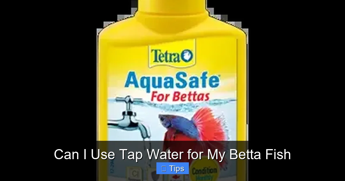 Can I Use Tap Water for My Betta Fish