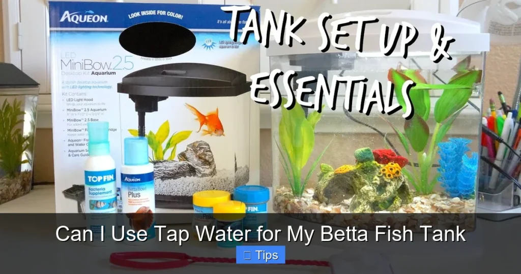 Can I Use Tap Water for My Betta Fish Tank