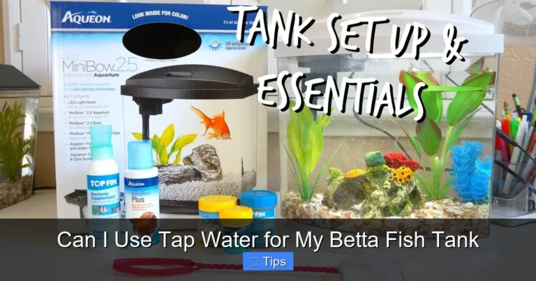 Can I Use Tap Water for My Betta Fish Tank