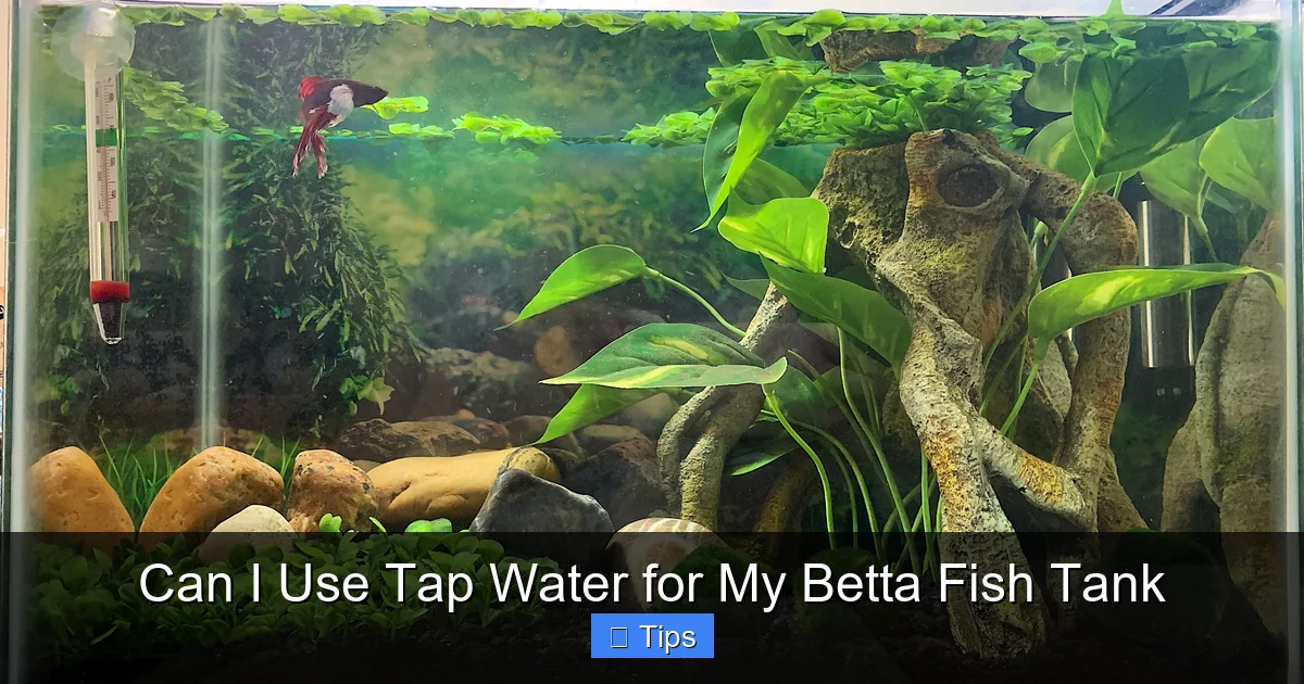 Can I Use Tap Water for My Betta Fish Tank