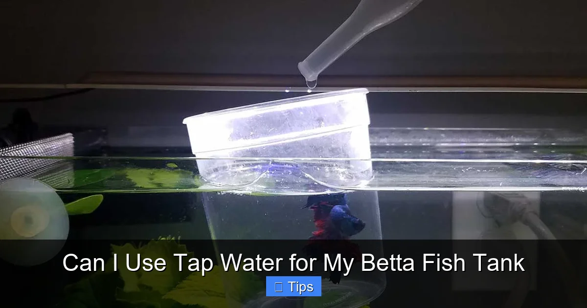 Can I Use Tap Water for My Betta Fish Tank