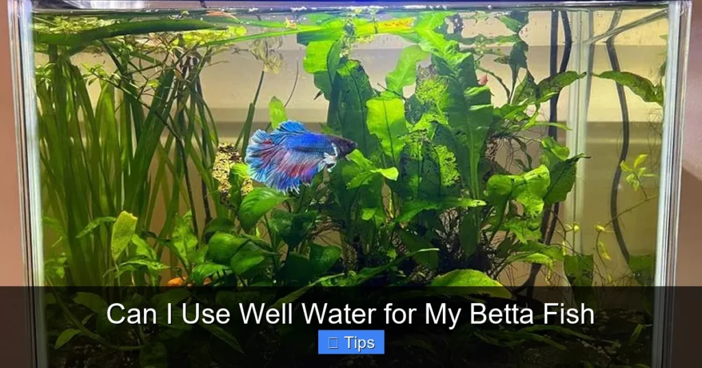 Can I Use Well Water for My Betta Fish
