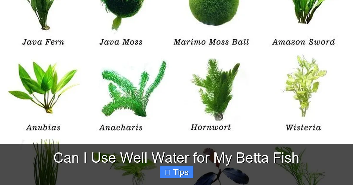 Can I Use Well Water for My Betta Fish