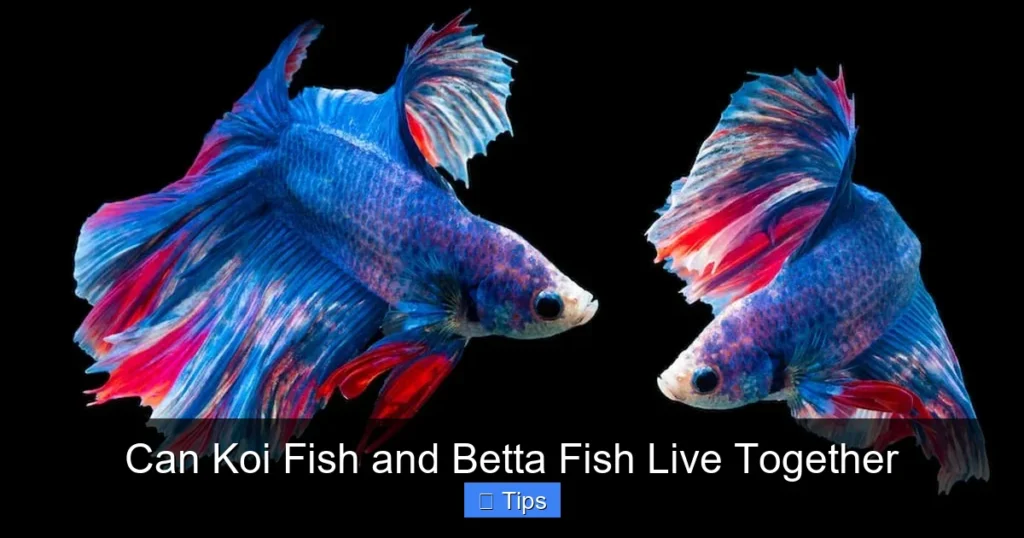 Can Koi Fish and Betta Fish Live Together