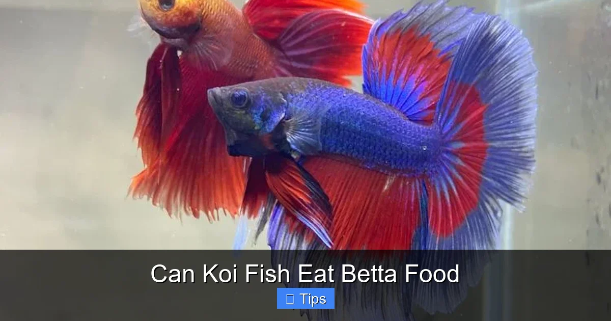 Can Koi Fish Eat Betta Food