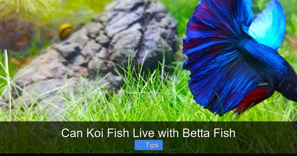 Can Koi Fish Live with Betta Fish
