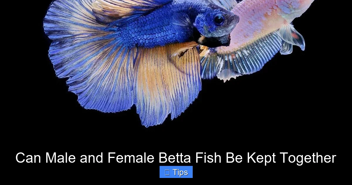 Can Male and Female Betta Fish Be Kept Together