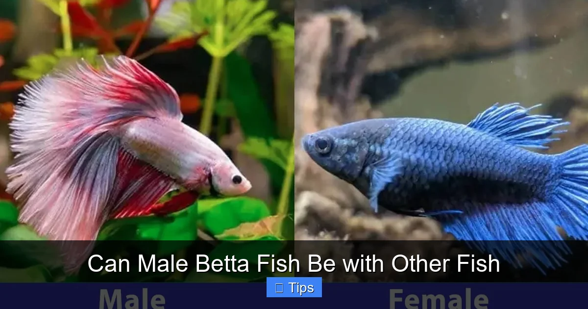 Can Male Betta Fish Be with Other Fish