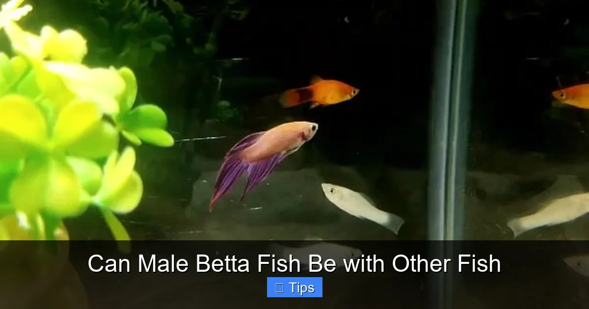Can Male Betta Fish Be with Other Fish