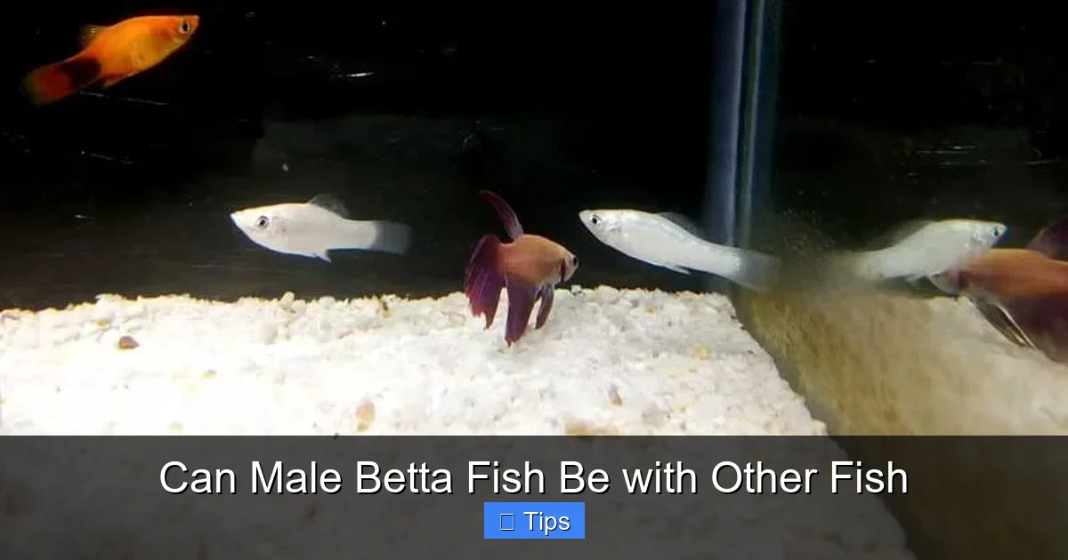 Can Male Betta Fish Be with Other Fish