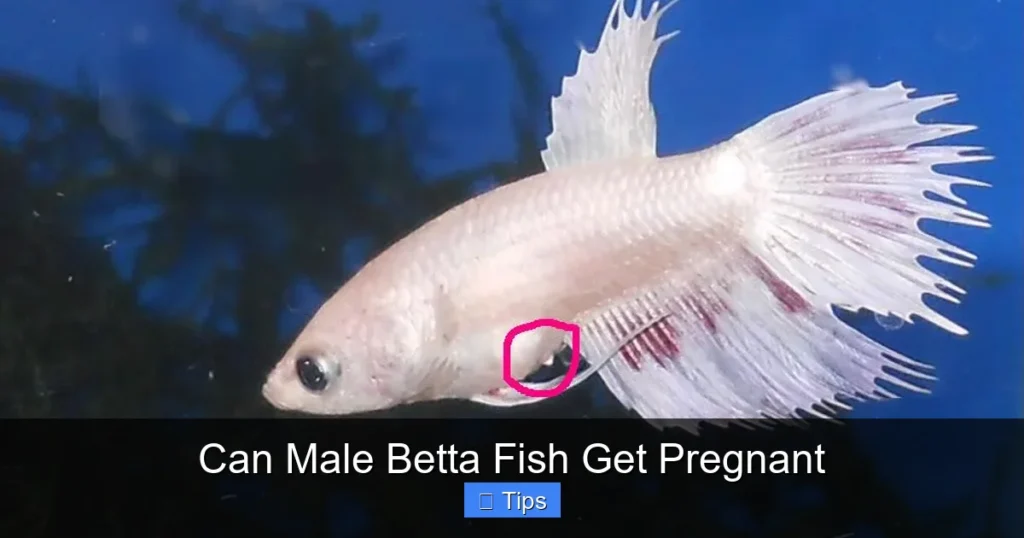 Can Male Betta Fish Get Pregnant