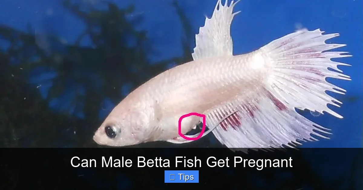 Can Male Betta Fish Get Pregnant