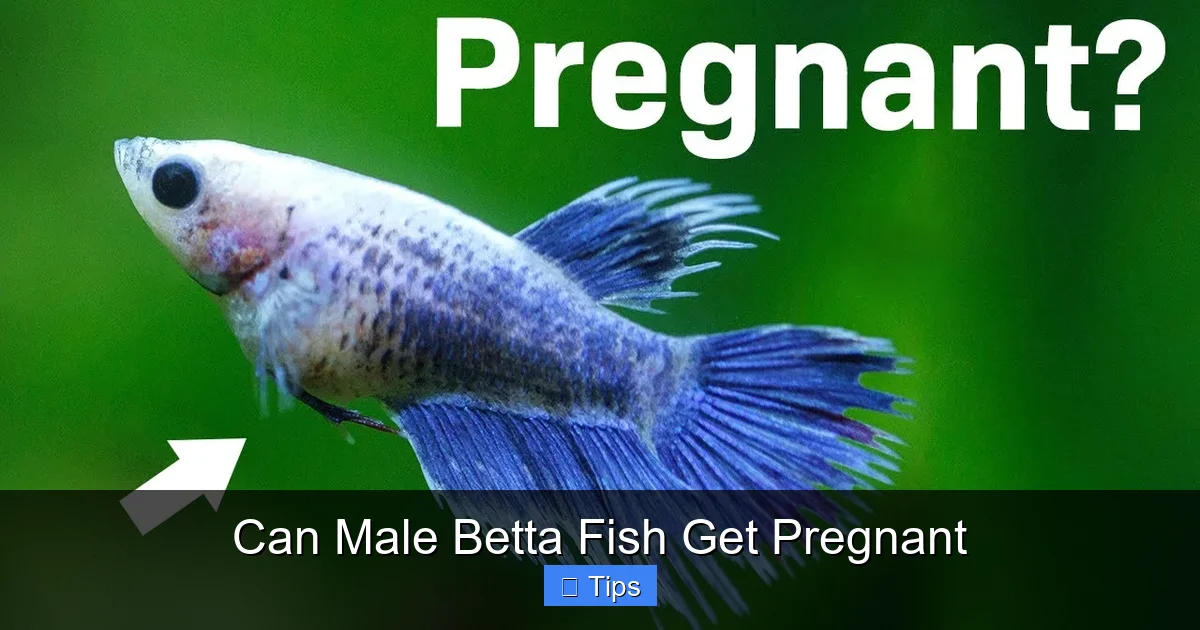 Can Male Betta Fish Get Pregnant