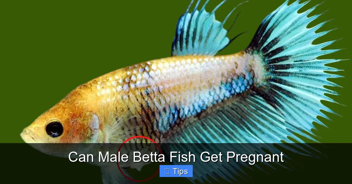 Can Male Betta Fish Get Pregnant