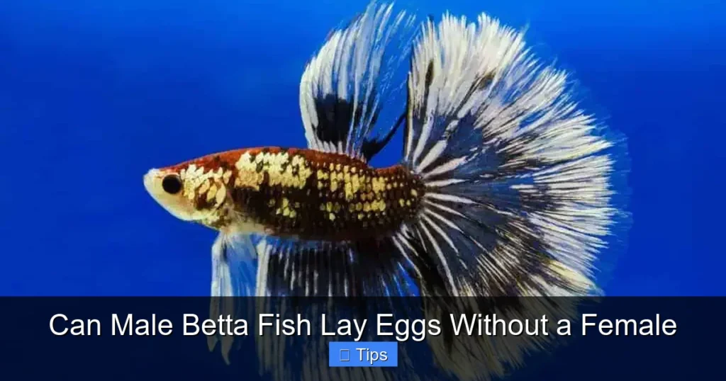 Can Male Betta Fish Lay Eggs Without a Female