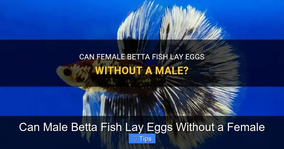 Can Male Betta Fish Lay Eggs Without a Female