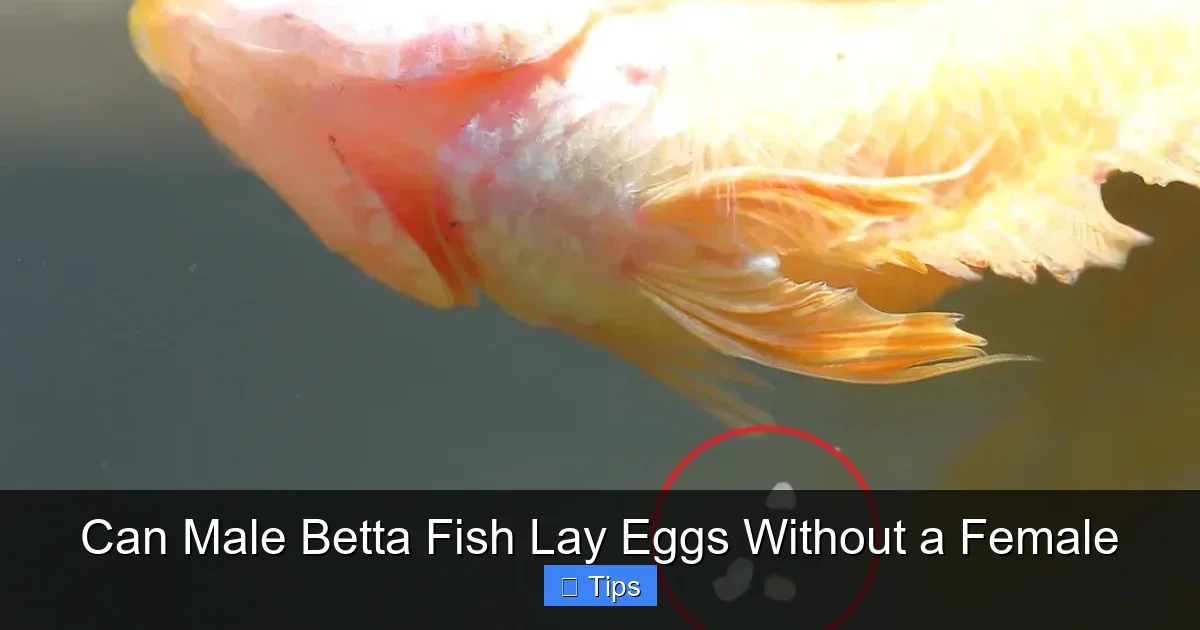 Can Male Betta Fish Lay Eggs Without a Female