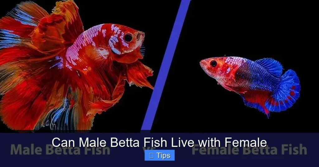 Can Male Betta Fish Live with Female