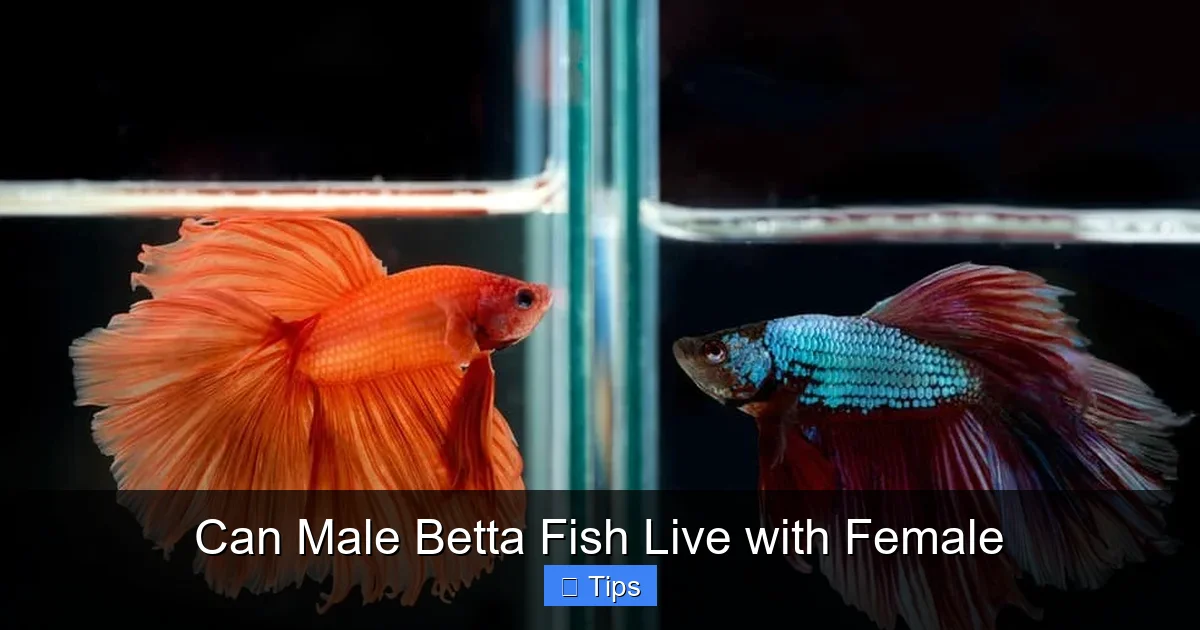 Can Male Betta Fish Live with Female