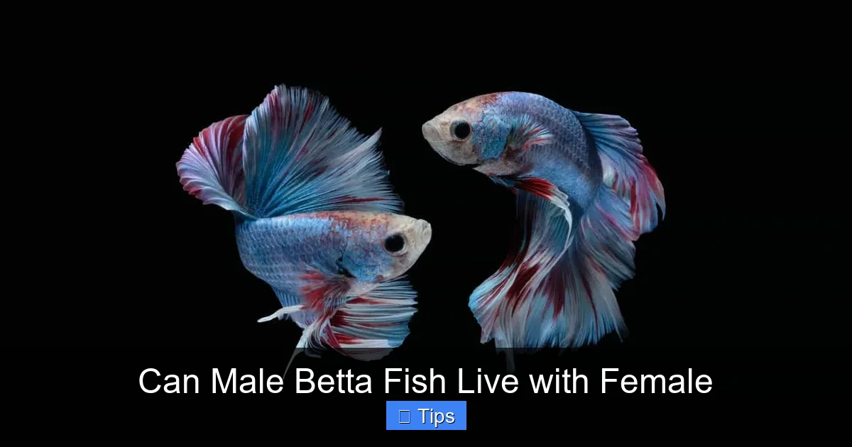 Can Male Betta Fish Live with Female