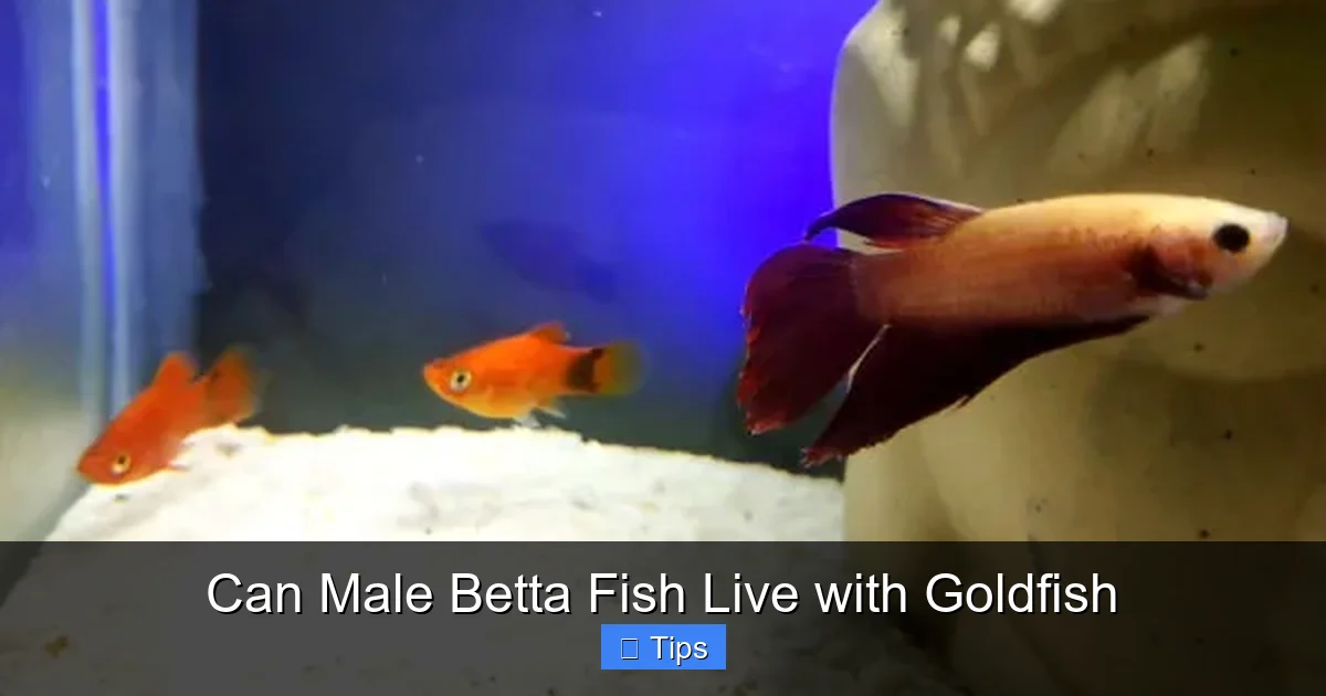 Can Male Betta Fish Live with Goldfish
