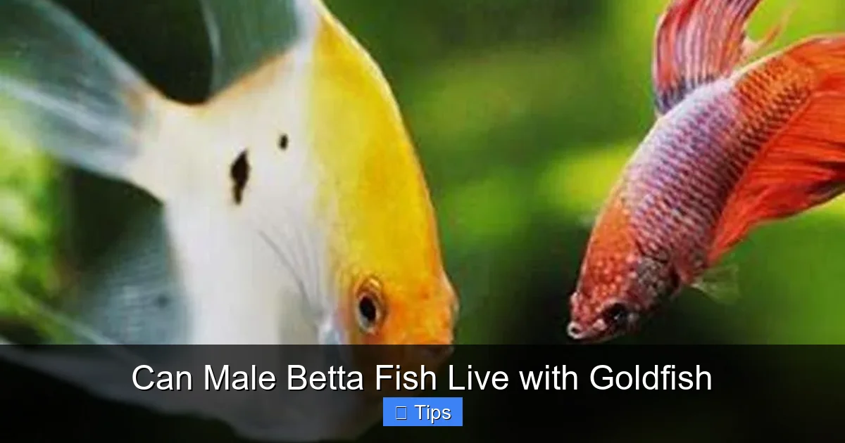 Can Male Betta Fish Live with Goldfish