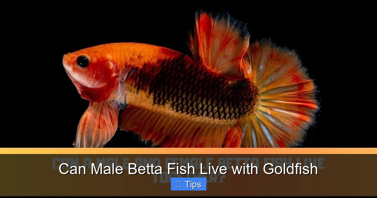 Can Male Betta Fish Live with Goldfish