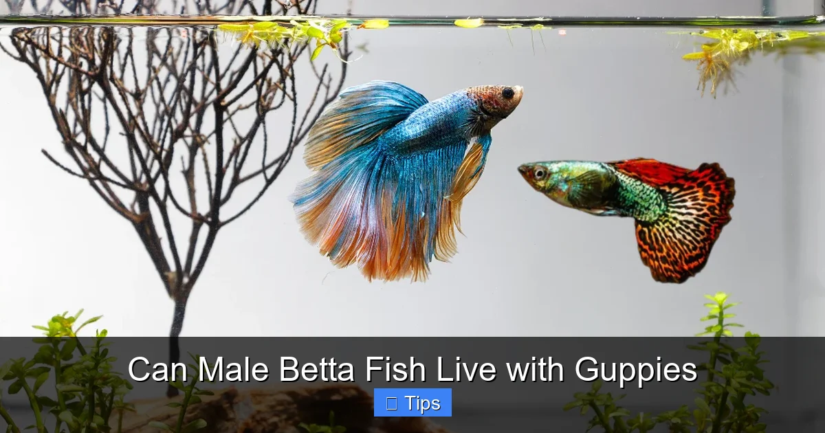 Can Male Betta Fish Live with Guppies