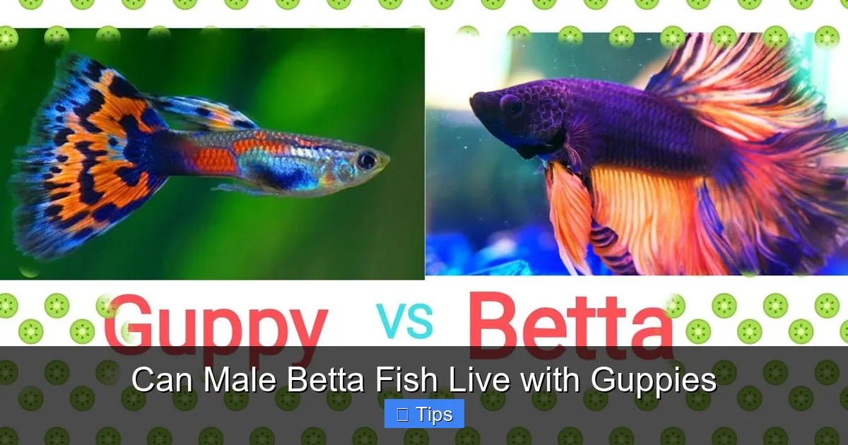 Can Male Betta Fish Live with Guppies
