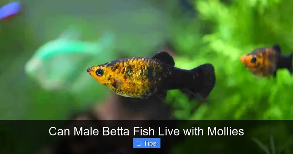 Can Male Betta Fish Live with Mollies