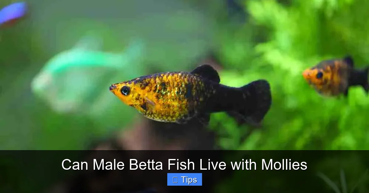 Can Male Betta Fish Live with Mollies