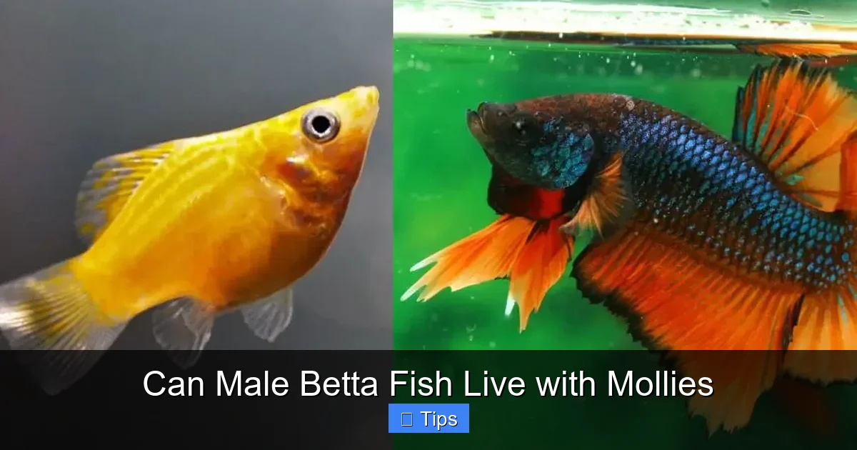 Can Male Betta Fish Live with Mollies