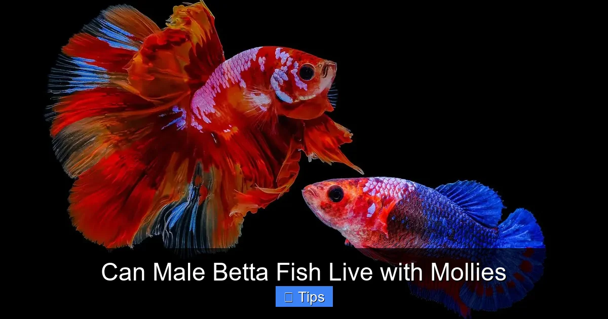 Can Male Betta Fish Live with Mollies