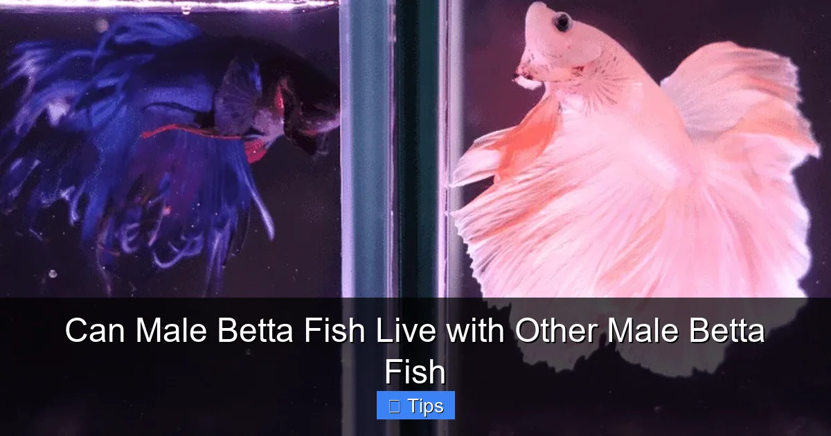 Can Male Betta Fish Live with Other Male Betta Fish