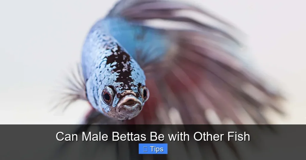 Can Male Bettas Be with Other Fish