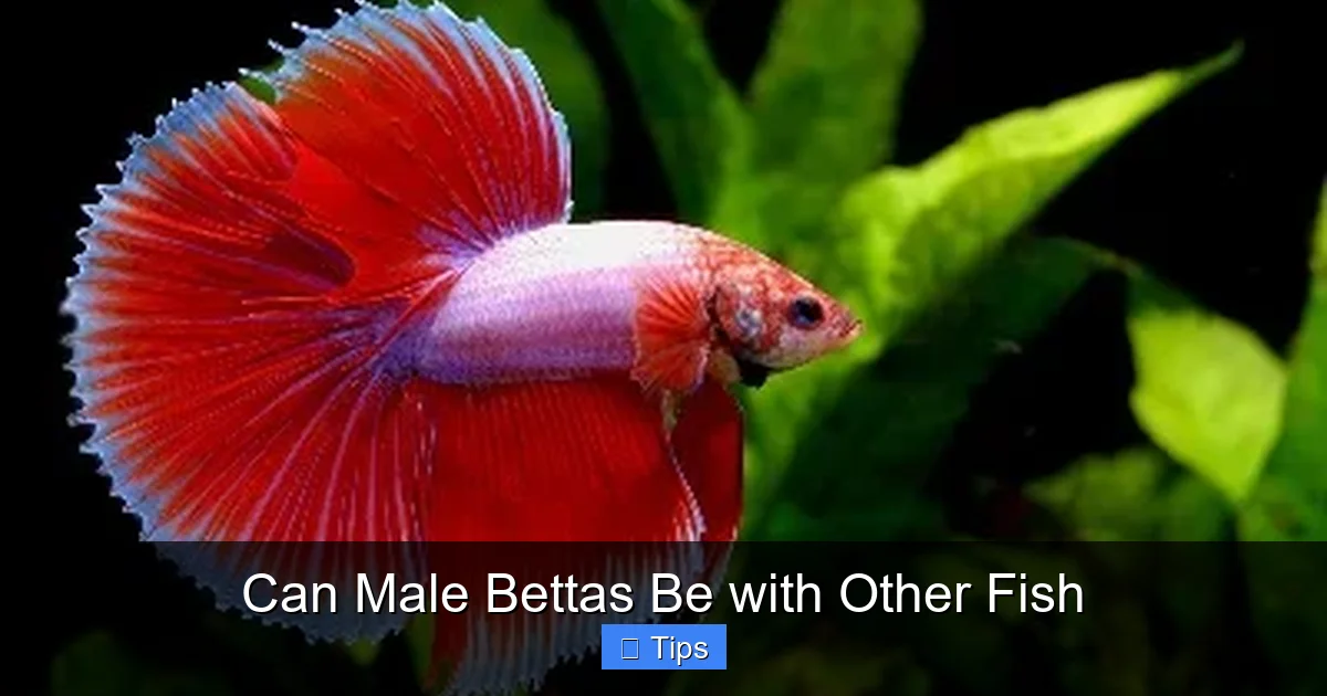 Can Male Bettas Be with Other Fish