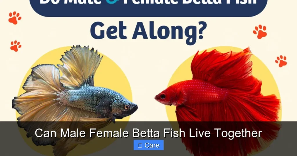 Can Male Female Betta Fish Live Together