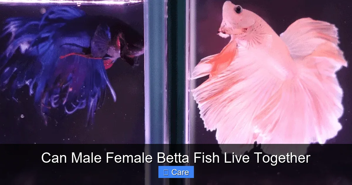 Can Male Female Betta Fish Live Together