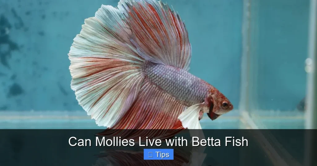 Can Mollies Live with Betta Fish