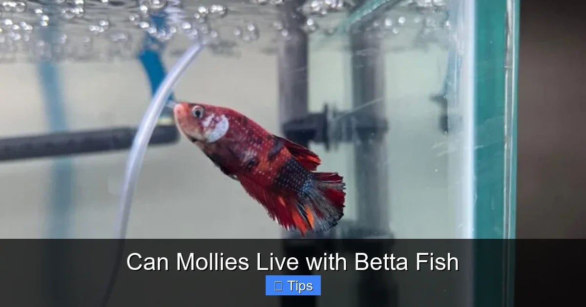 Can Mollies Live with Betta Fish