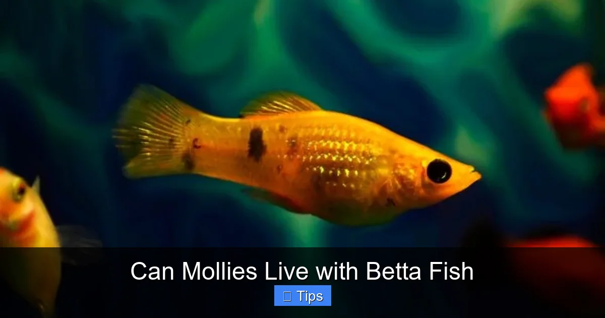 Can Mollies Live with Betta Fish