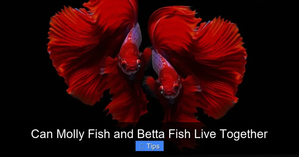 Can Molly Fish and Betta Fish Live Together