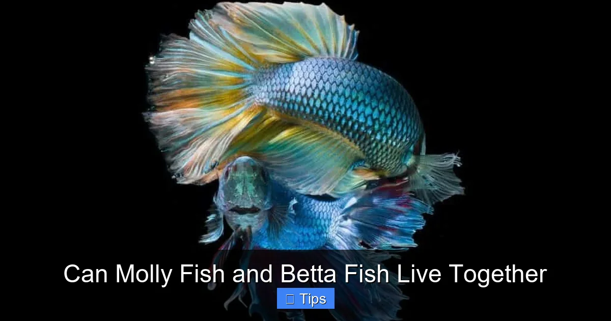 Can Molly Fish and Betta Fish Live Together