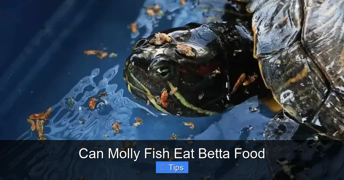 Can Molly Fish Eat Betta Food